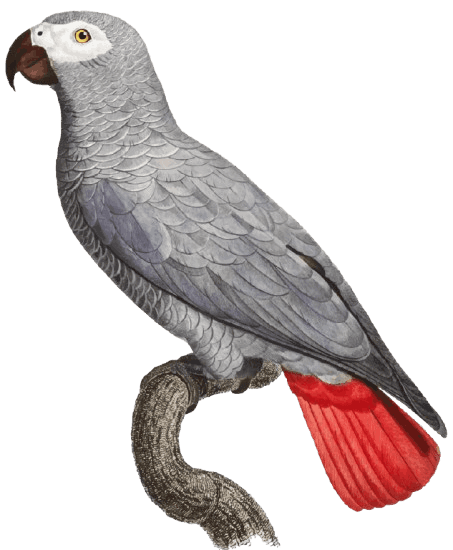African Grey Parrot