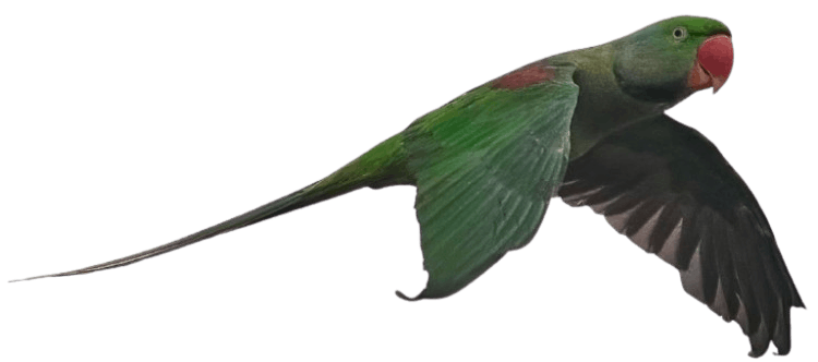 Alexandrine Parakeet