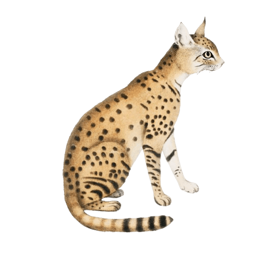 Bengal