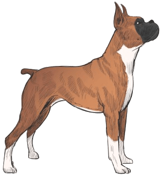 Boxer