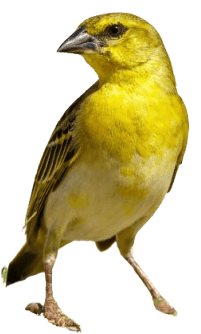 Canary