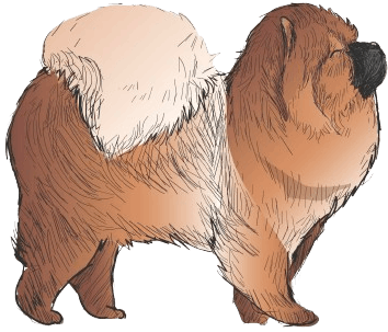 Chow-Chow