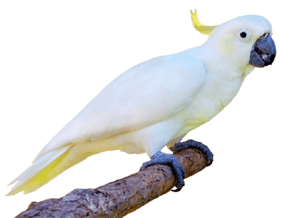 Cockatoo