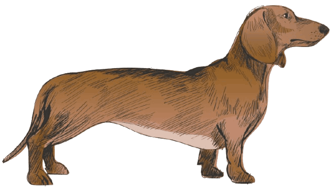 Dachshund