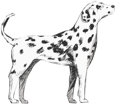 Dalmatian