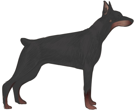 Doberman