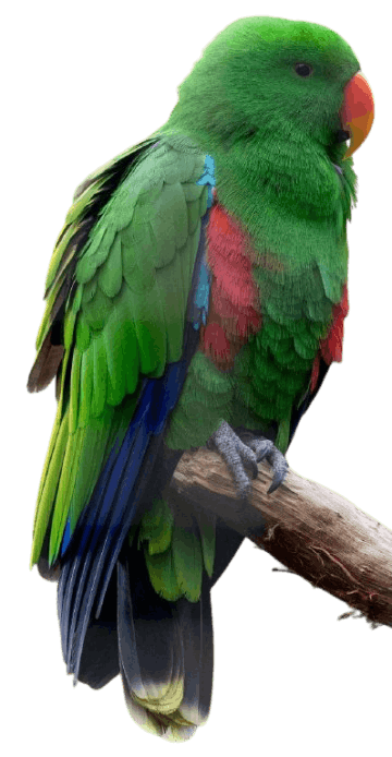 Eclectus_Parrot