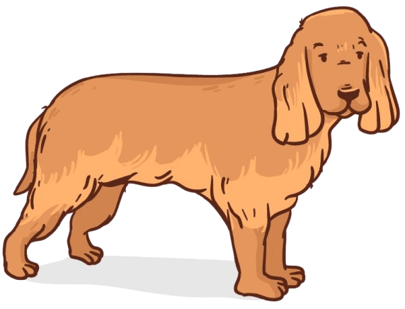 English_Cocker_Spaniel