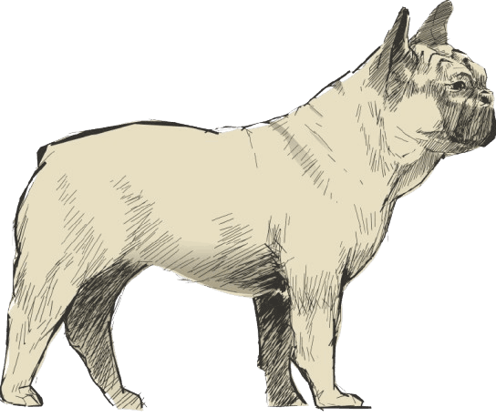 French_Bulldog