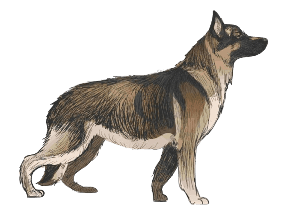 German_Shepherd