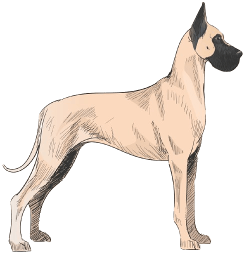 Great_Dane