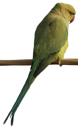 Indian Ringneck Parakeet