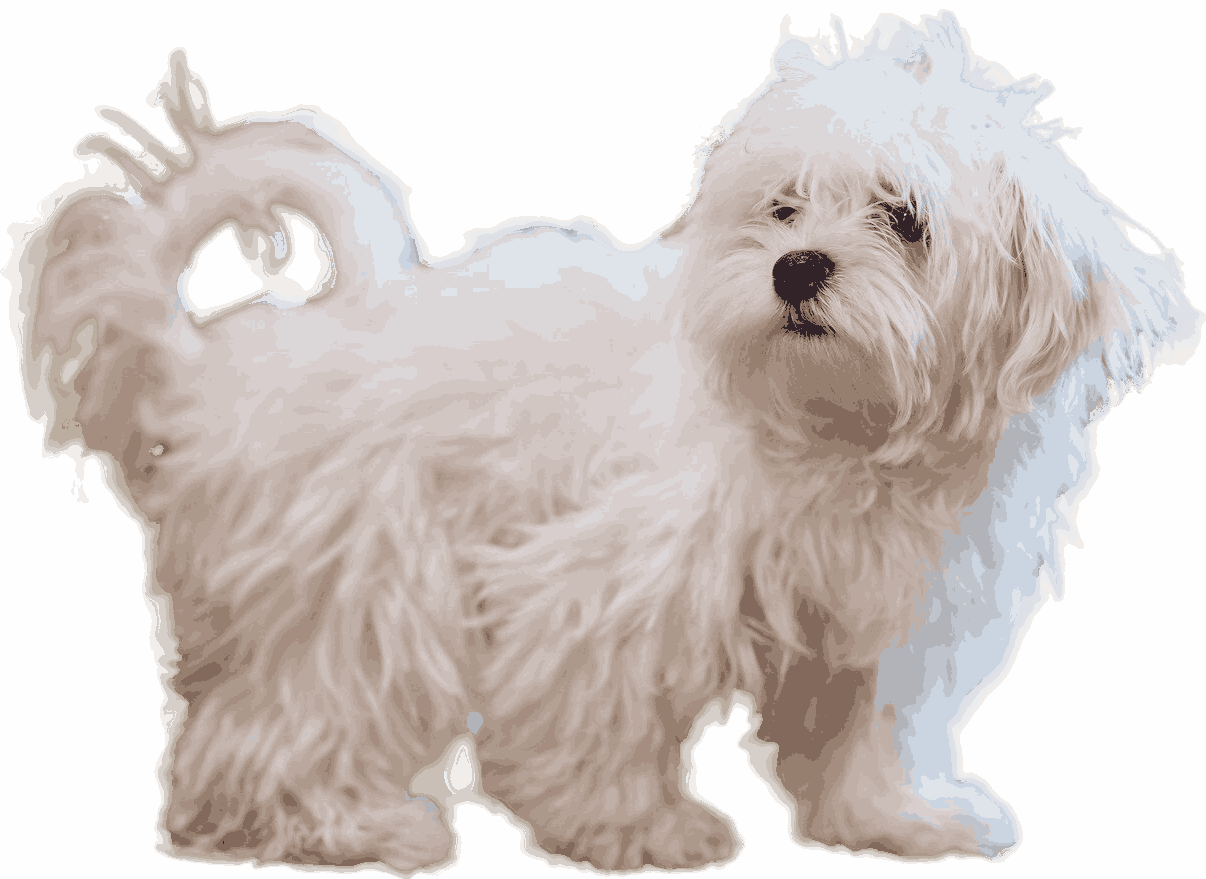 Lhasa Apso