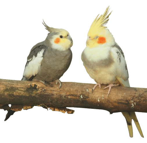 Lovebird