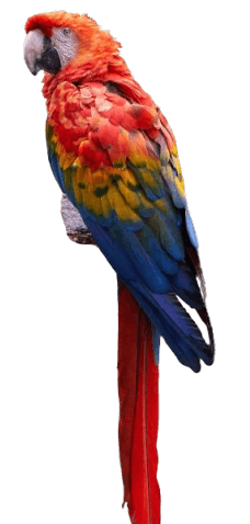 Macaw