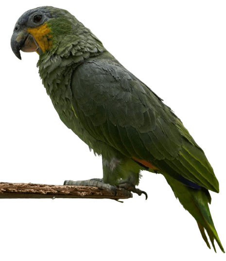 Parrotlet