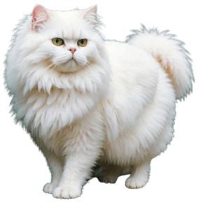 Persian