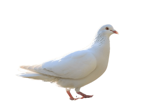 Pigeon