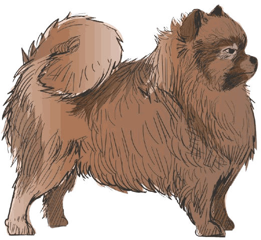 Pomeranian