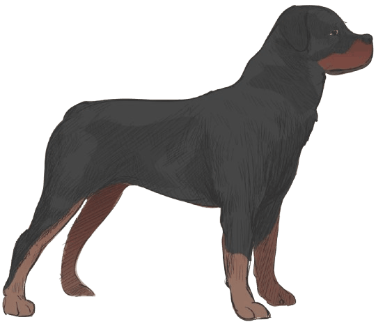 Rottweiler