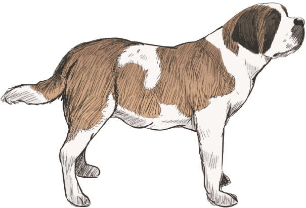 Saint_Bernard