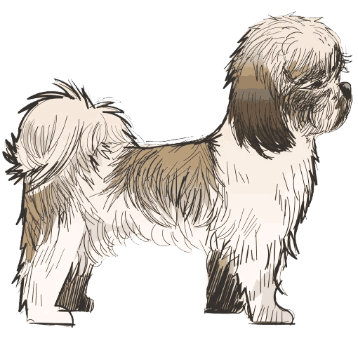 Shih_Tzu