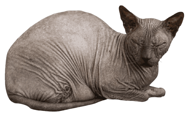 Sphynx