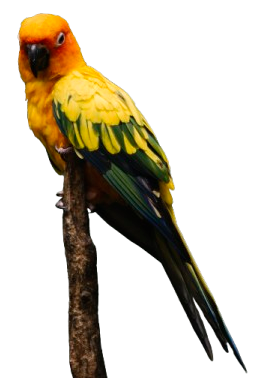 Sun Conure