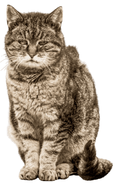 Tabby