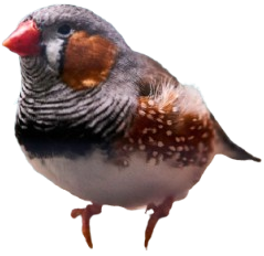 Zebra Finch