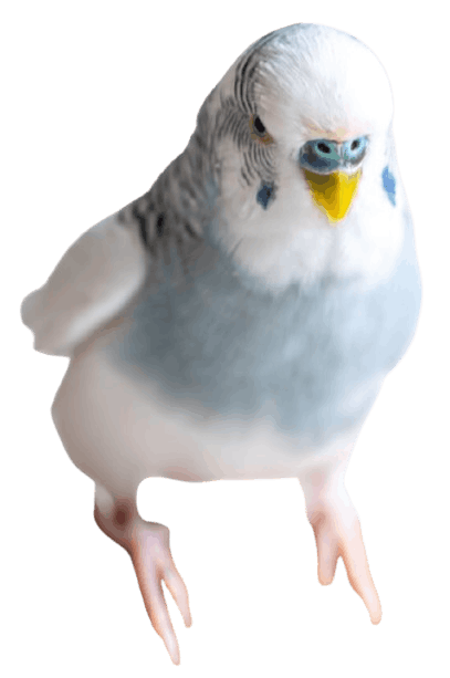 budgerigar