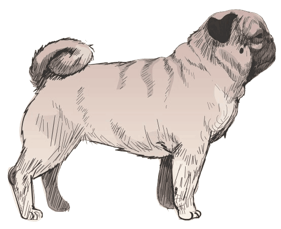 Pug