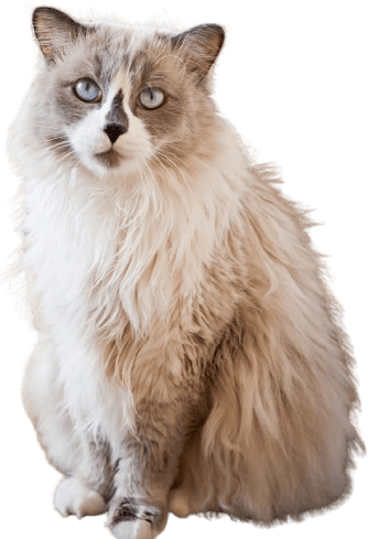 ragdoll