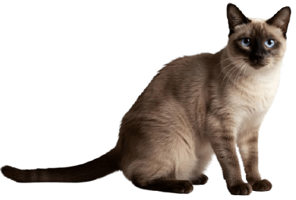 siamese