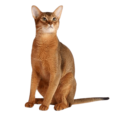 Abyssinian_Cat