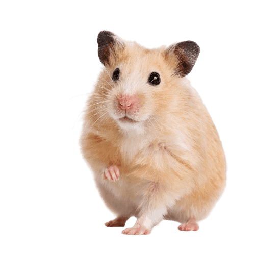 Albino Syrian Hamster
