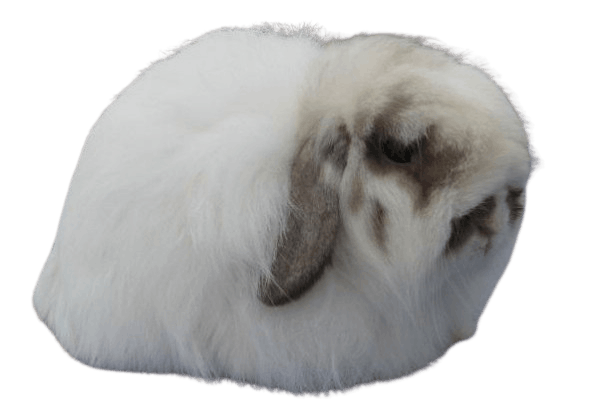 American_Fuzzy_Lop
