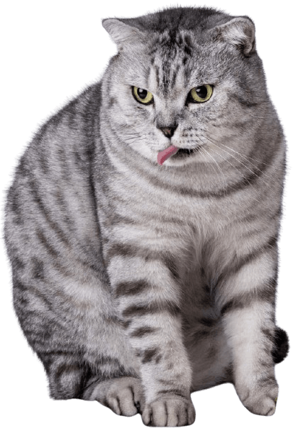 American_Shorthair