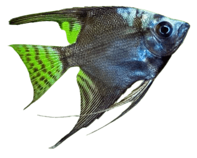 Angelfish