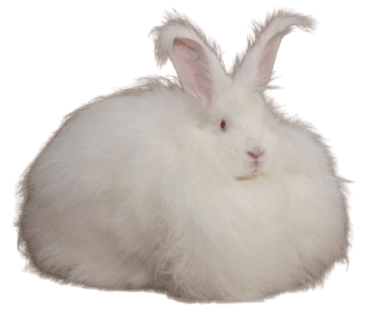 Angora_rabbit