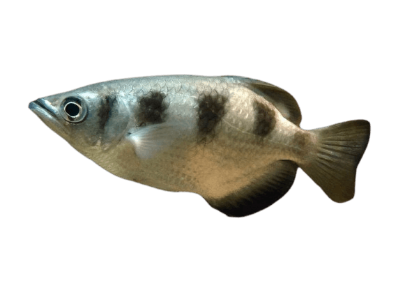 Archerfish