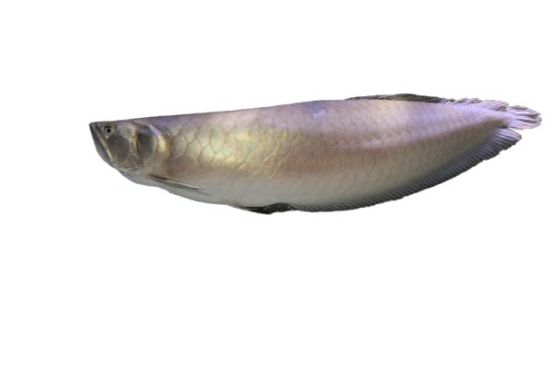 Arowana_fish