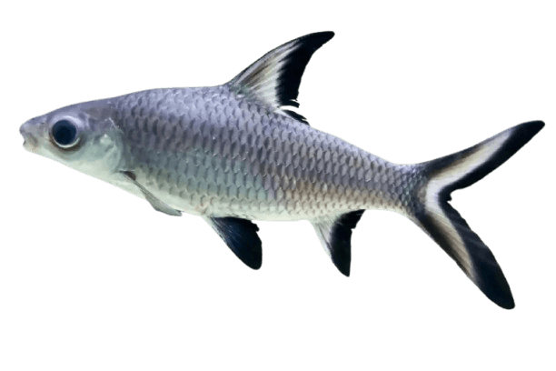 Bala-Shark