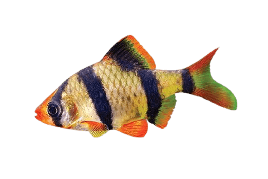 Barb_fish
