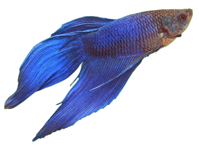 Betta Fish