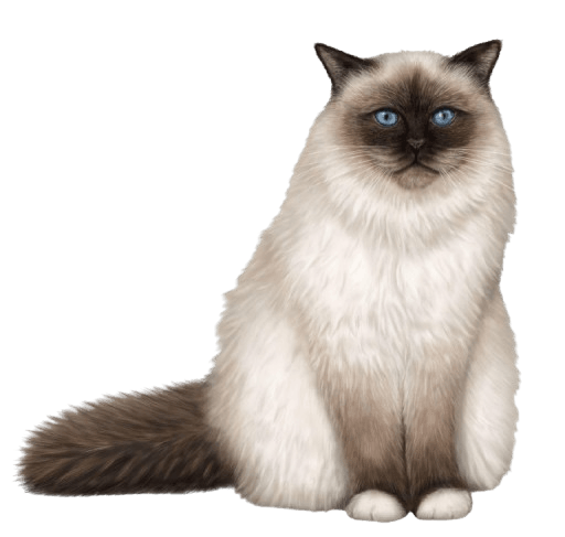 Birman