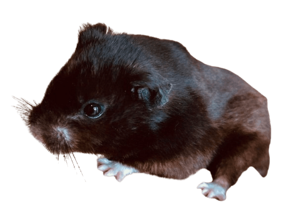 Black_Bear_Hamster