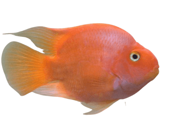 Blood Parrot Cichlid