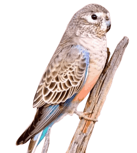 Bourke_s_Parakeet