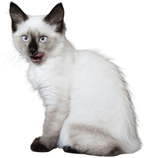 Burmese